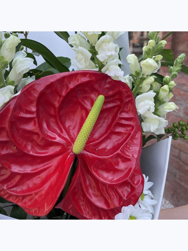 A bouquet of red anthurium