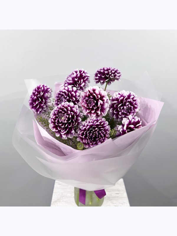 Purple dahlias