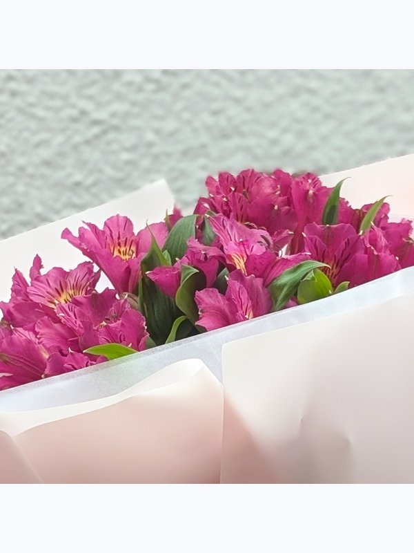 Alstroemeria 7