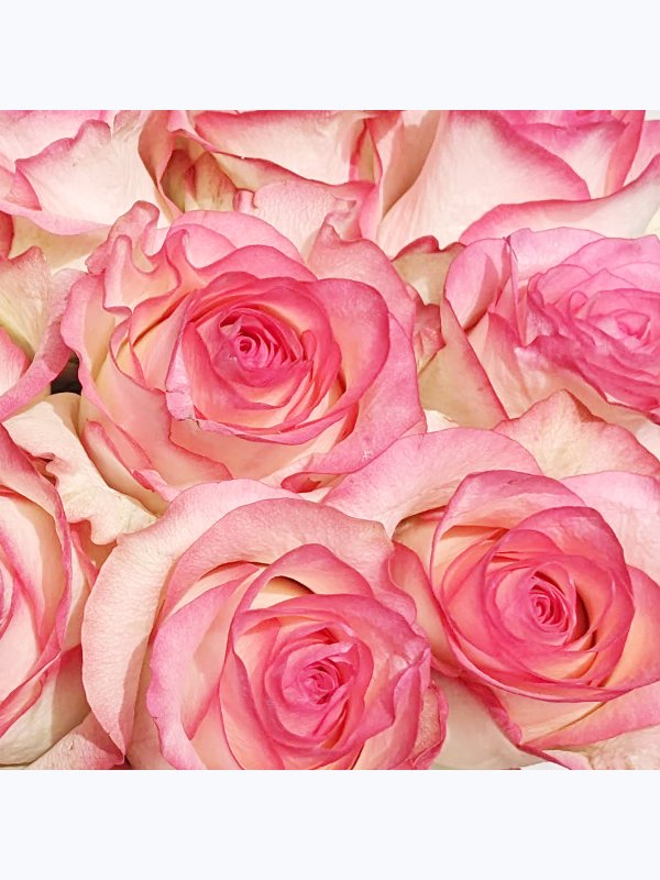 9 Pink roses in a box