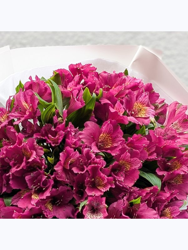 Alstroemeria violet L