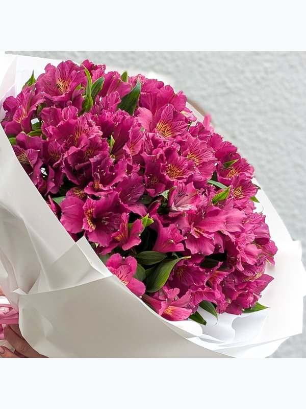 Alstroemeria violet L