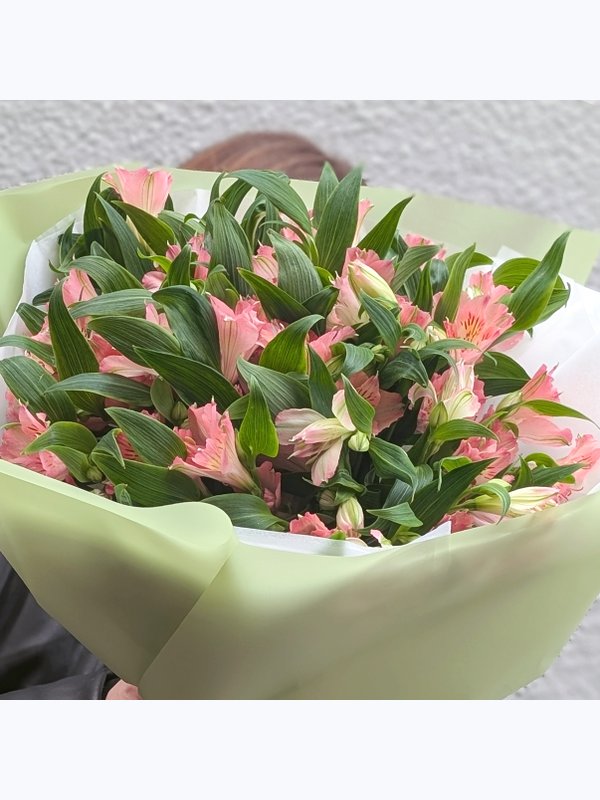 Alstroemeria pink 11