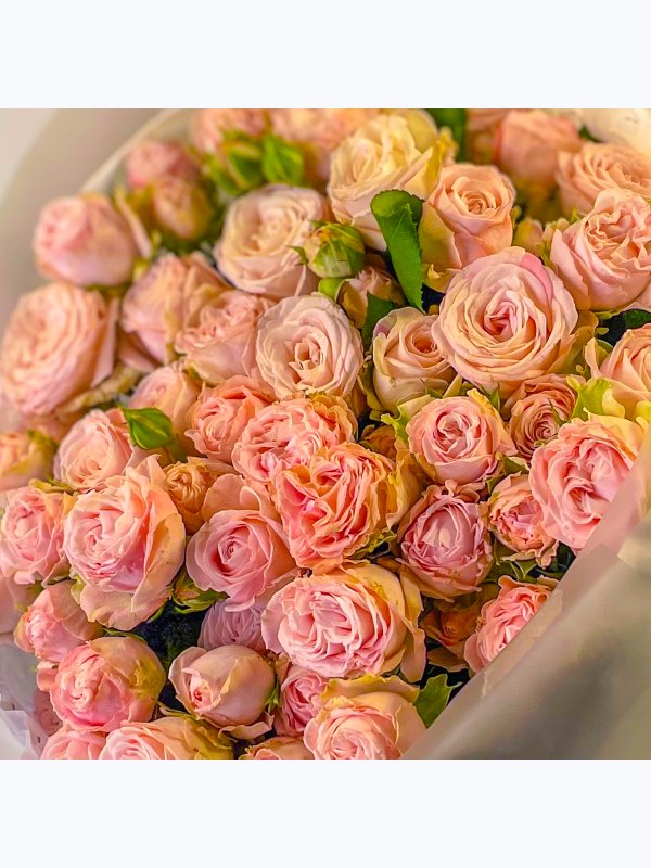 10 spray roses Madam Bombastic