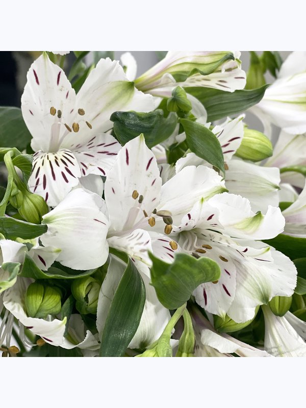 White Alstroemeria