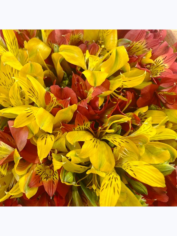 Red and yellow alstroemeria