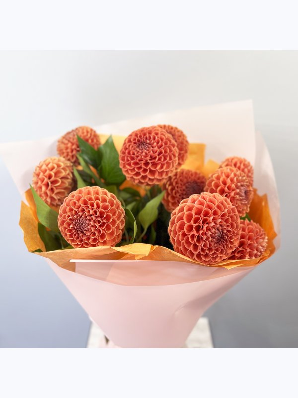 Orange dahlias