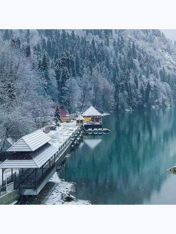 Абхазские каникулы: мандарины под снегом.