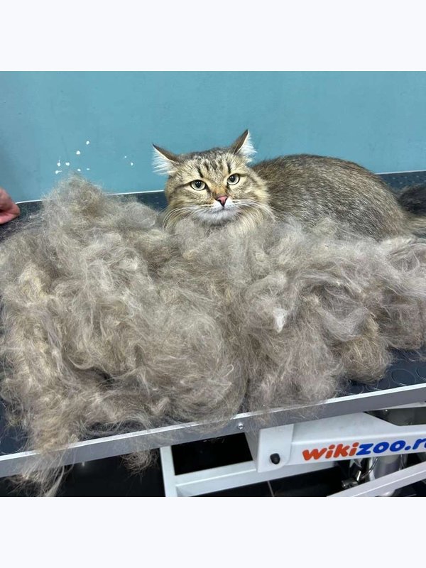 Экспресс линька кота с косметикой