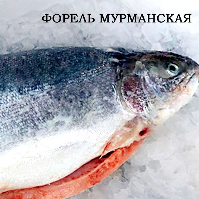 форель карельская озерная. форель радужная непотрошеная. форель карелия. форель радужная карельская. какая форель лучше карельская или мурманская.